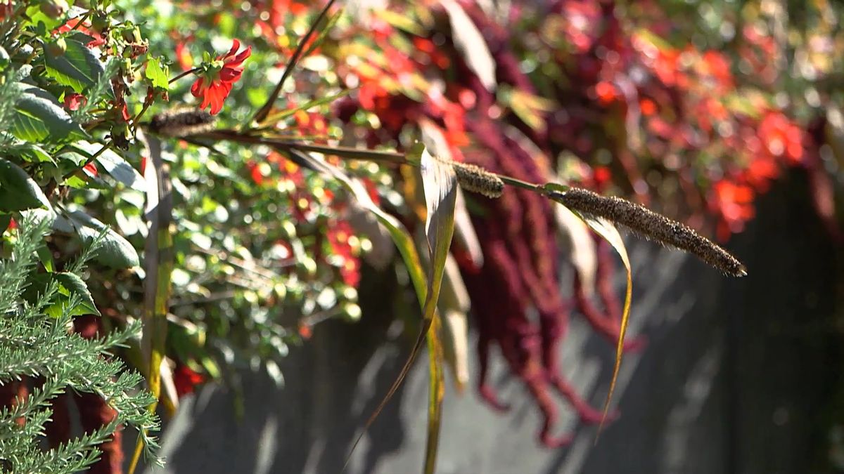 brico 964 3 mijo maiz morado xl