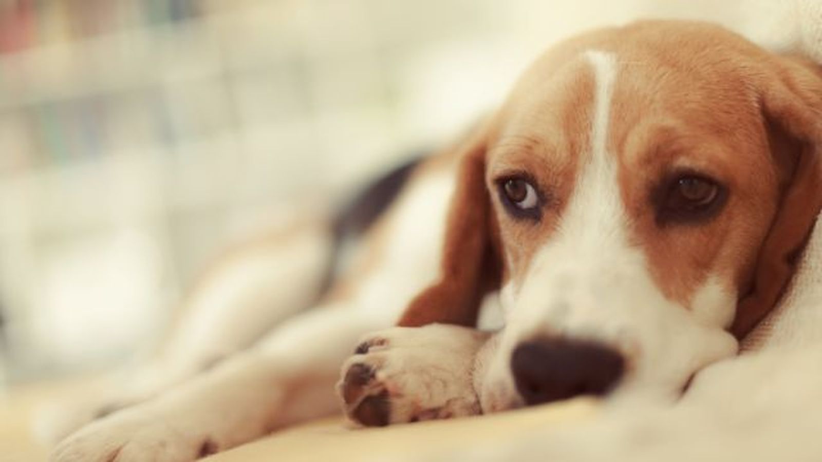 verrugas en perros