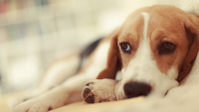 verrugas en perros