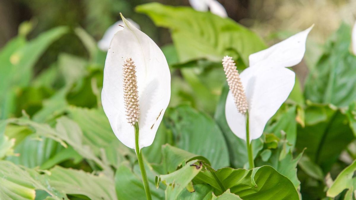 espatifilo lirio de la paz spathiphyllum