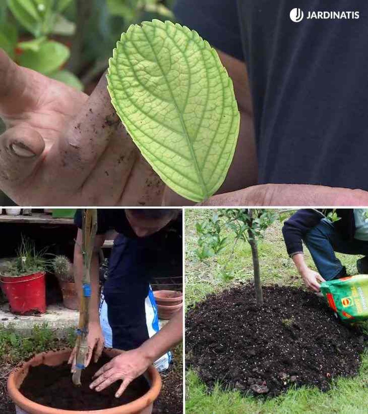 acolchar limonero para protegerlo del frio
