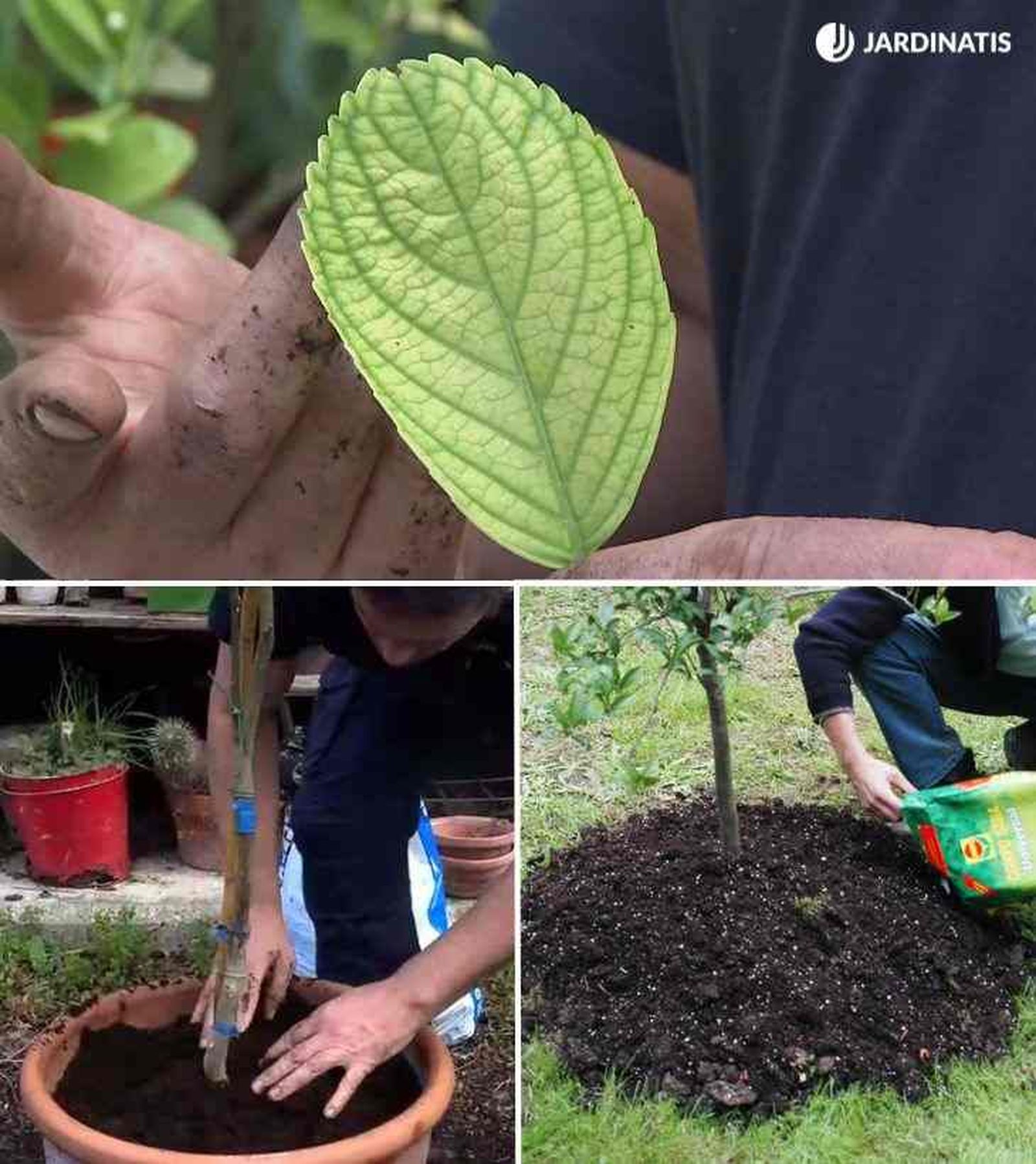 acolchar limonero para protegerlo del frio