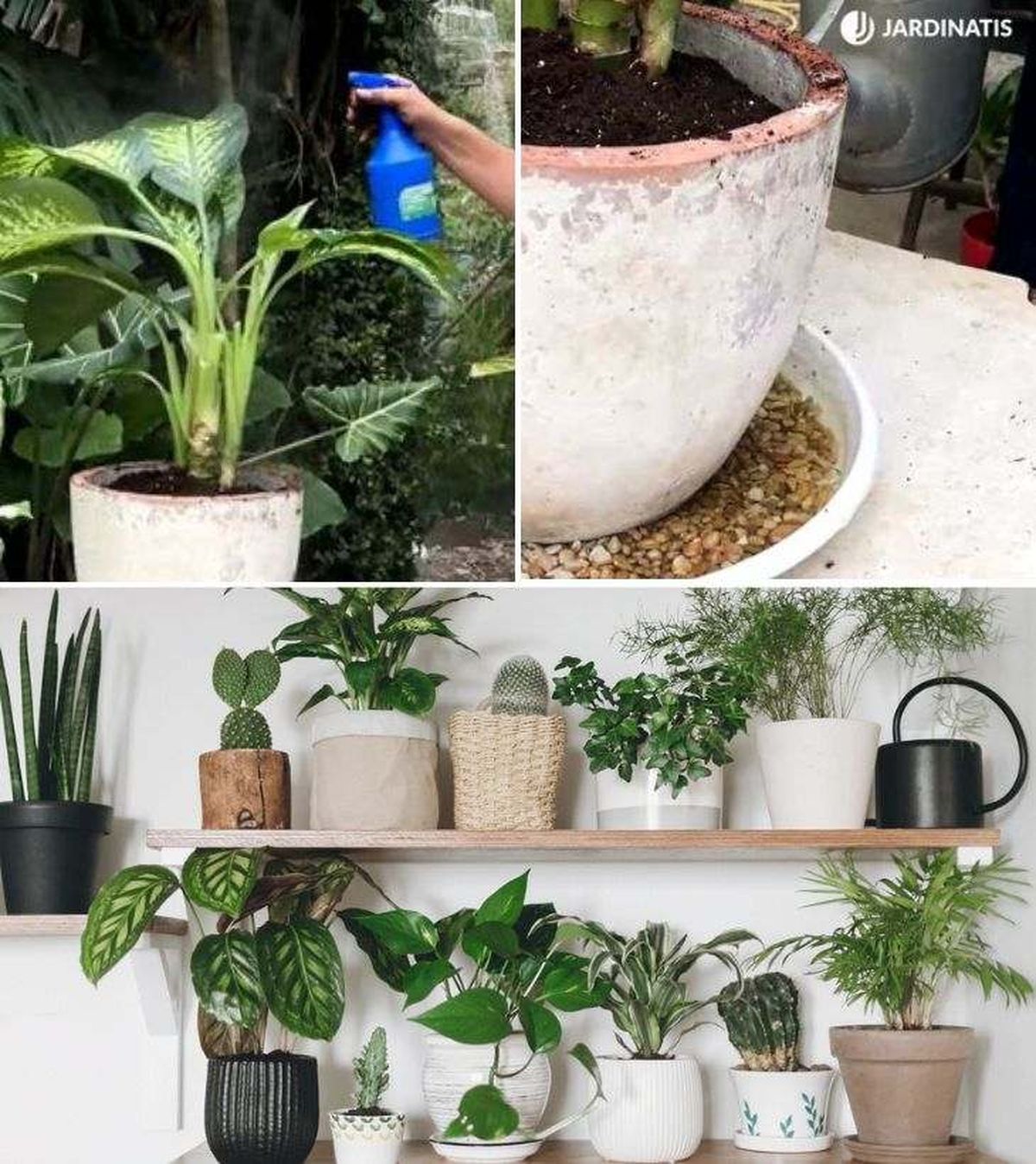 como aumentar humedad ambiental para plantas interior