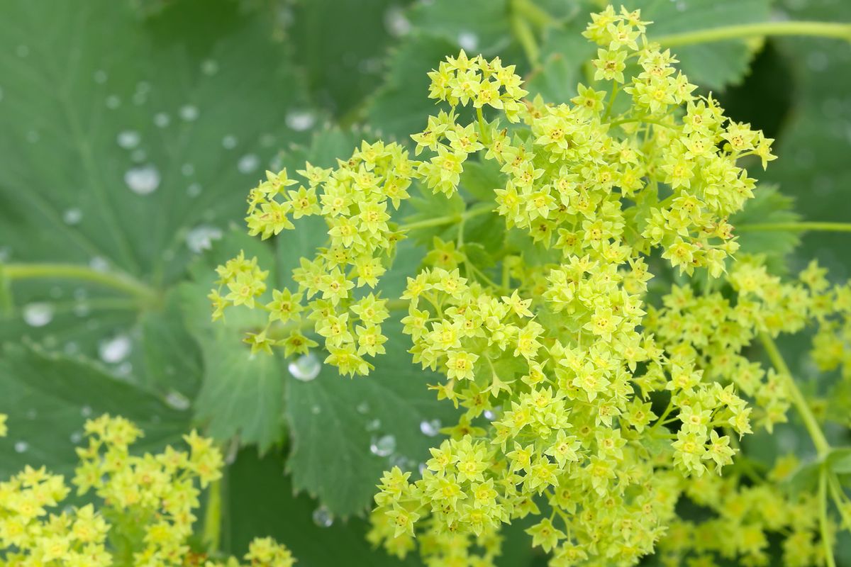 arriete alchemilla mollis