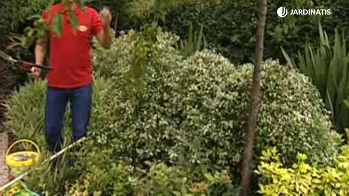 poda de arbusto pittosporum tenuifolium en forma de bola brico 470