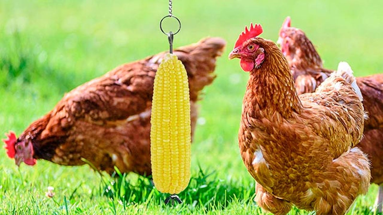 complementos ideales gallinero perfecto 8 juguete colgado gallina