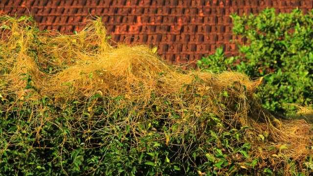plaga cuscuta