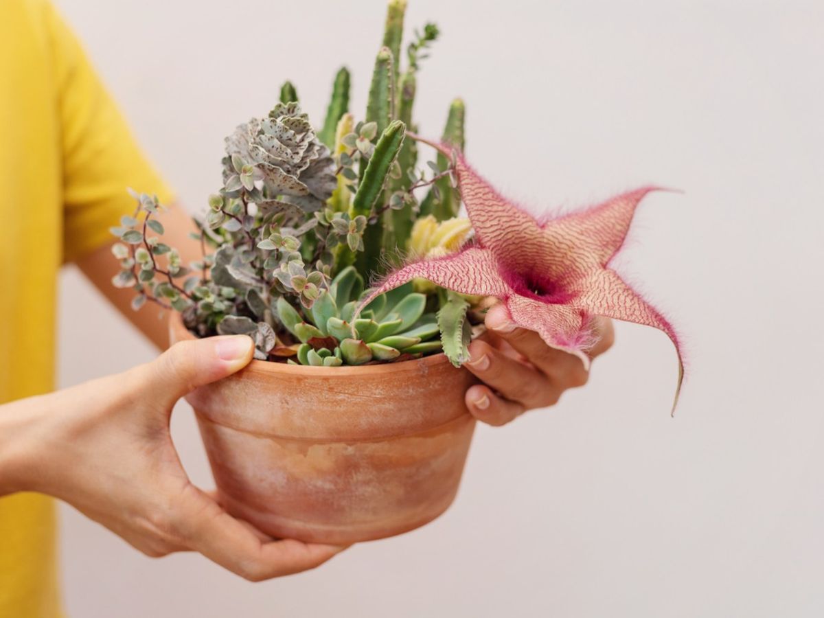 Distintas suculentas en macetas de terracota.