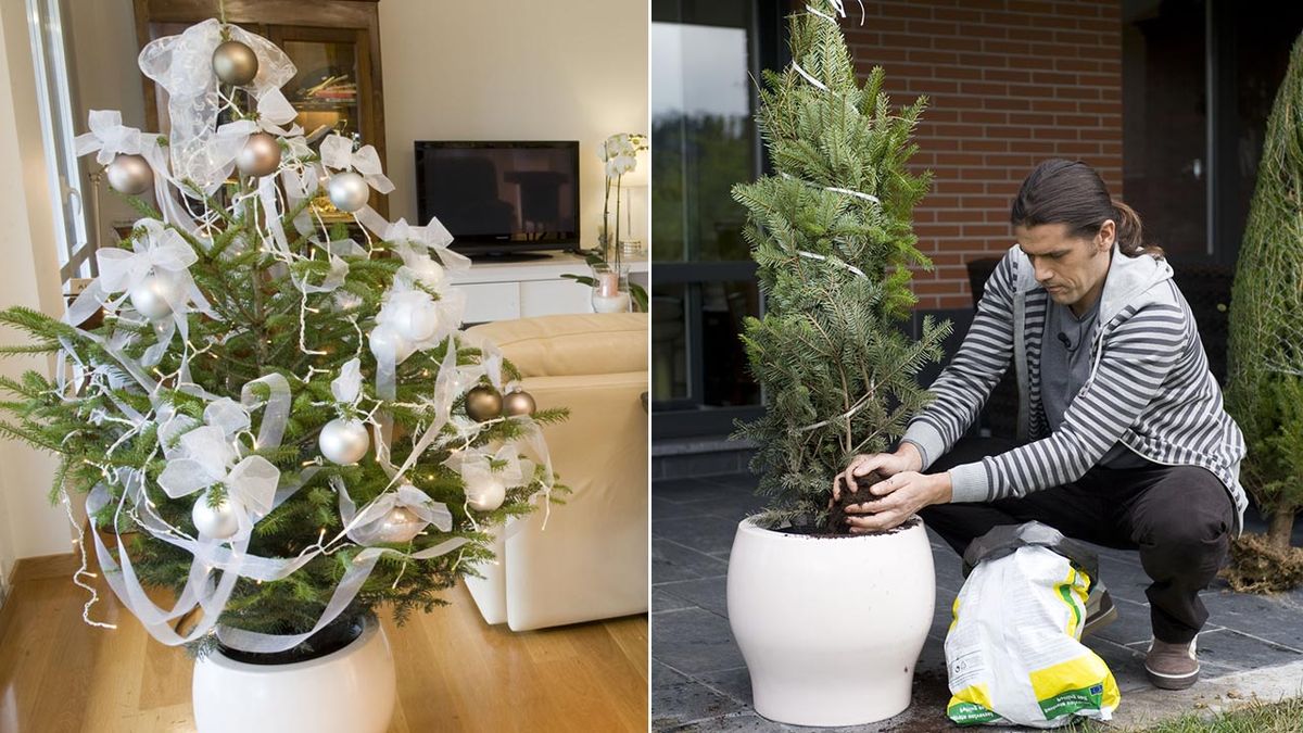 deco 278 abetos de navidad xl