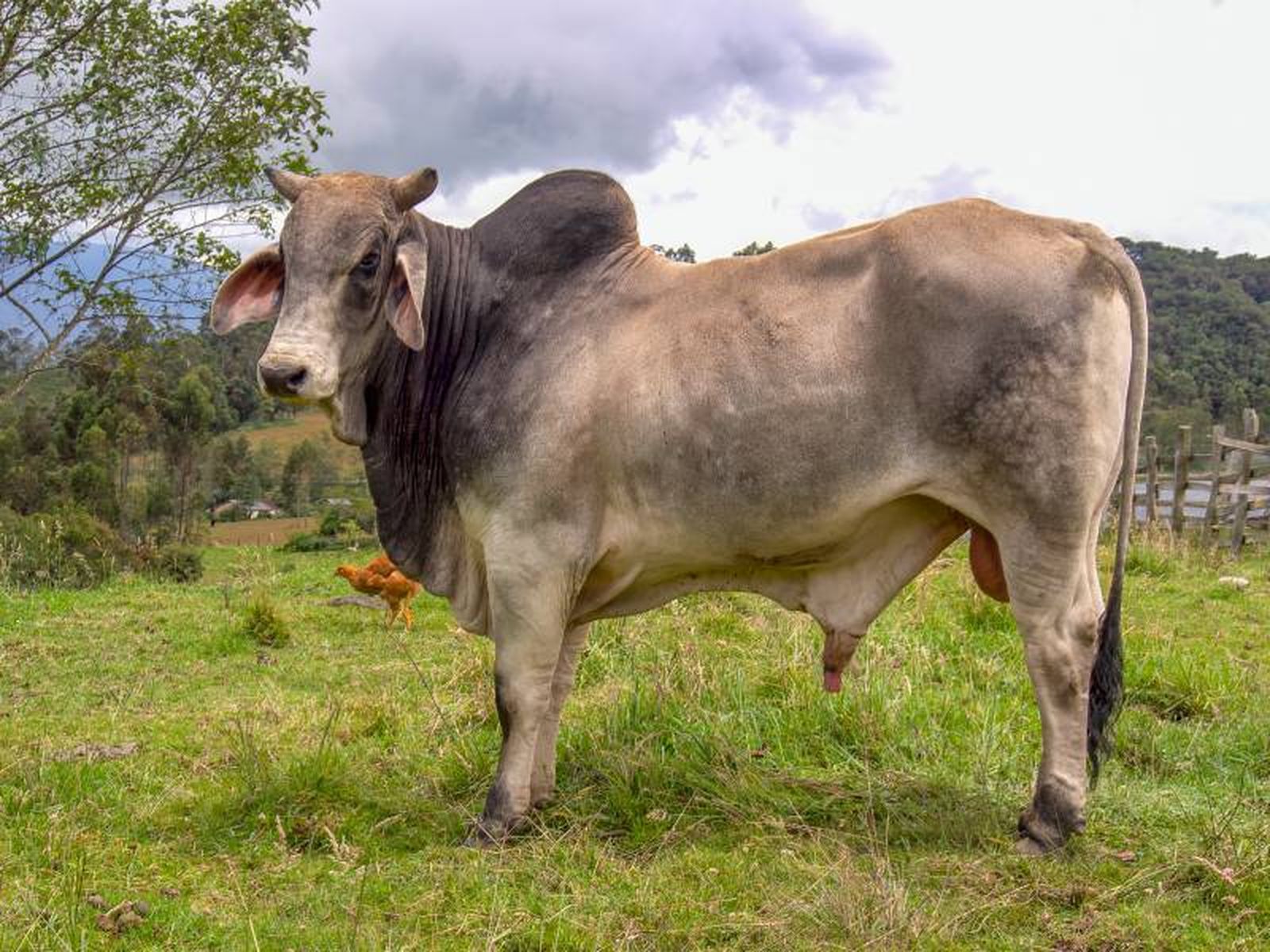 Es venerado en distintas culturas del mundo e incluso es considerado como un animal sagrado en la India.