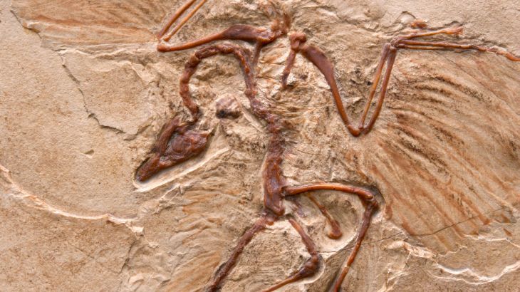 como eran los dinosaurios 5