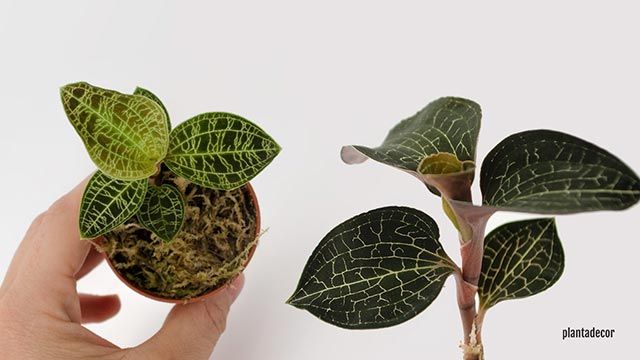anoectochilus formosanus y macodes xl