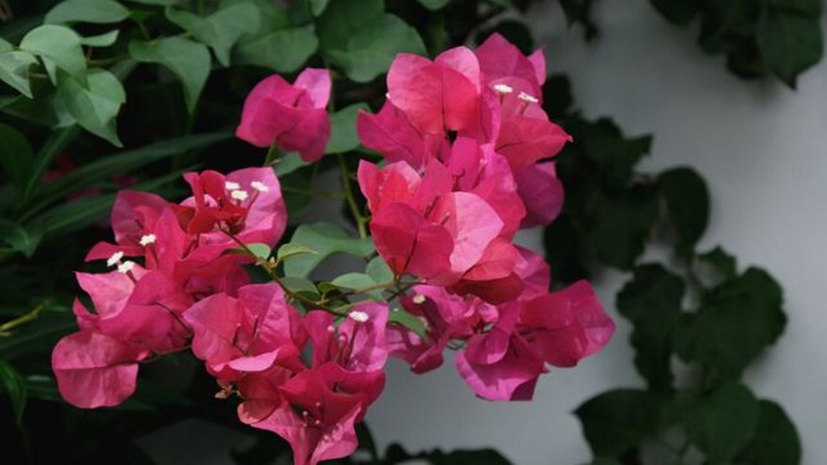 buganvilla de bracteas rosas