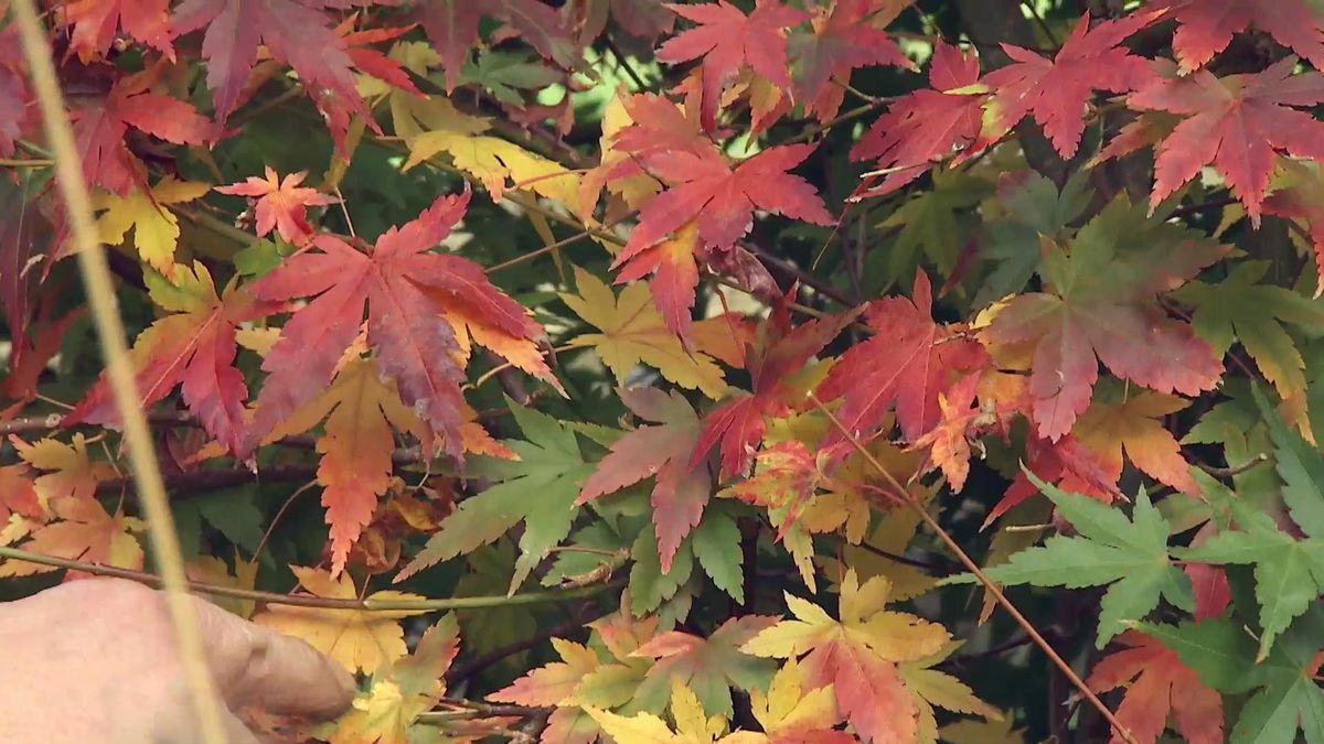 deco718 seto arces japoneses rojo