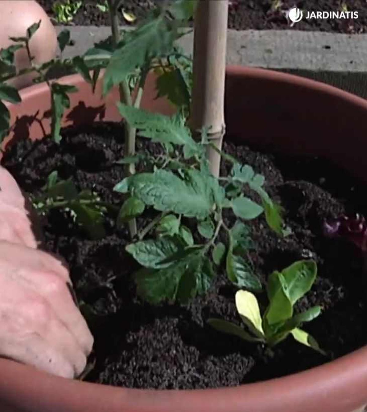 Introduce con cuidado el cepellón en la maceta