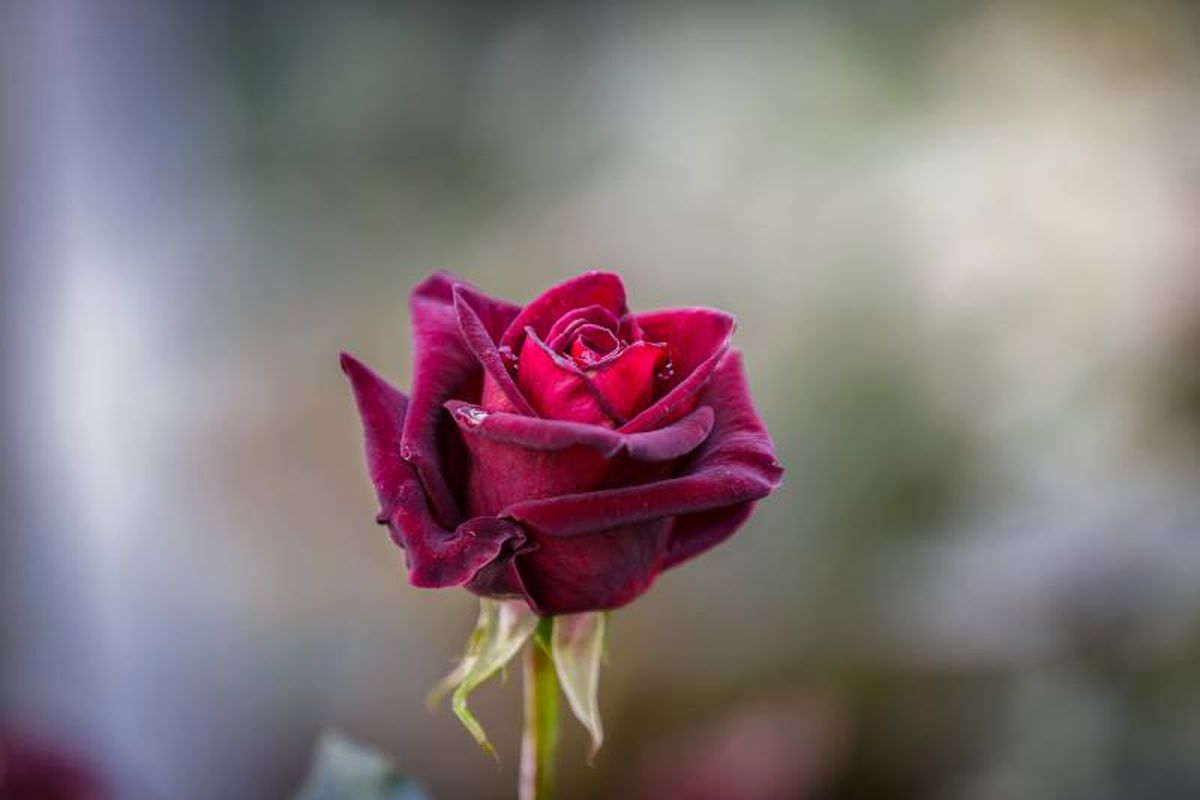 Esta rosa cuenta con pétalos de un color rojo tan oscuro que llegan a parecer negros.