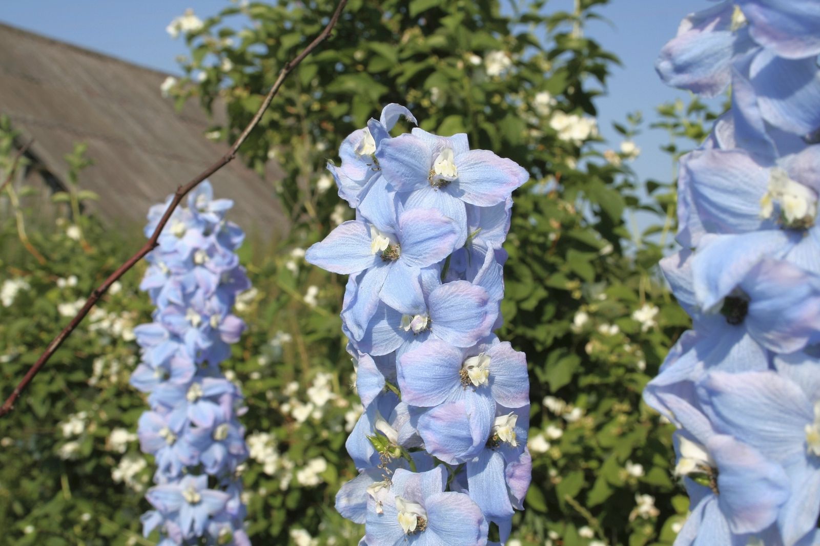 Espuela de caballero