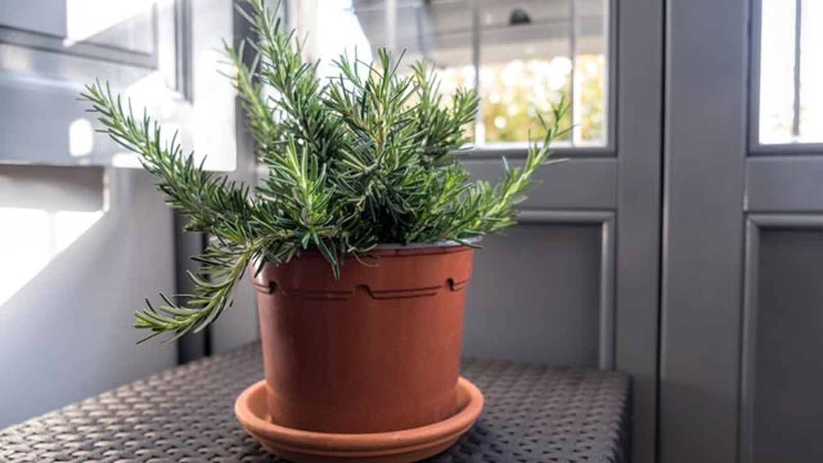 plantas que son famosas por repeler insectos romero