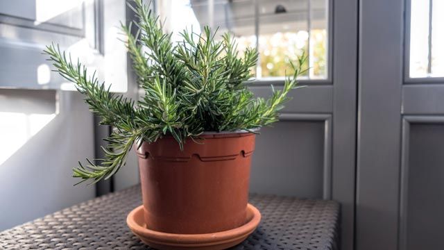 plantas que son famosas por repeler insectos romero