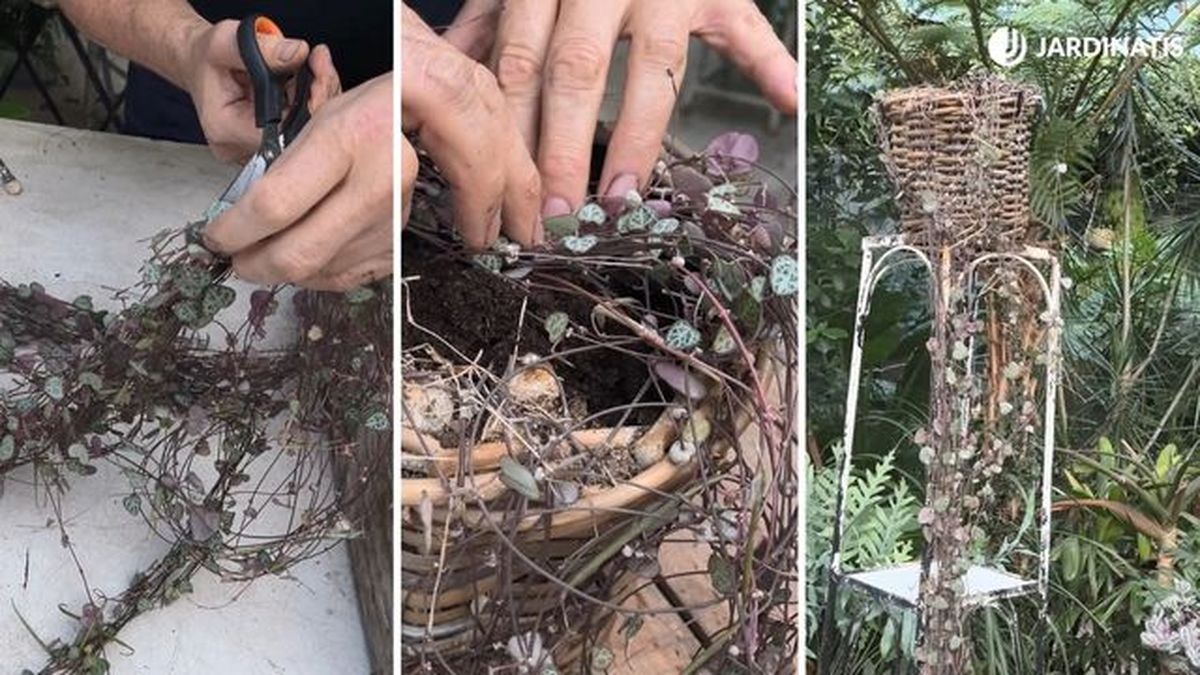 recuperar ceropegia woodii jardinatis 23 36