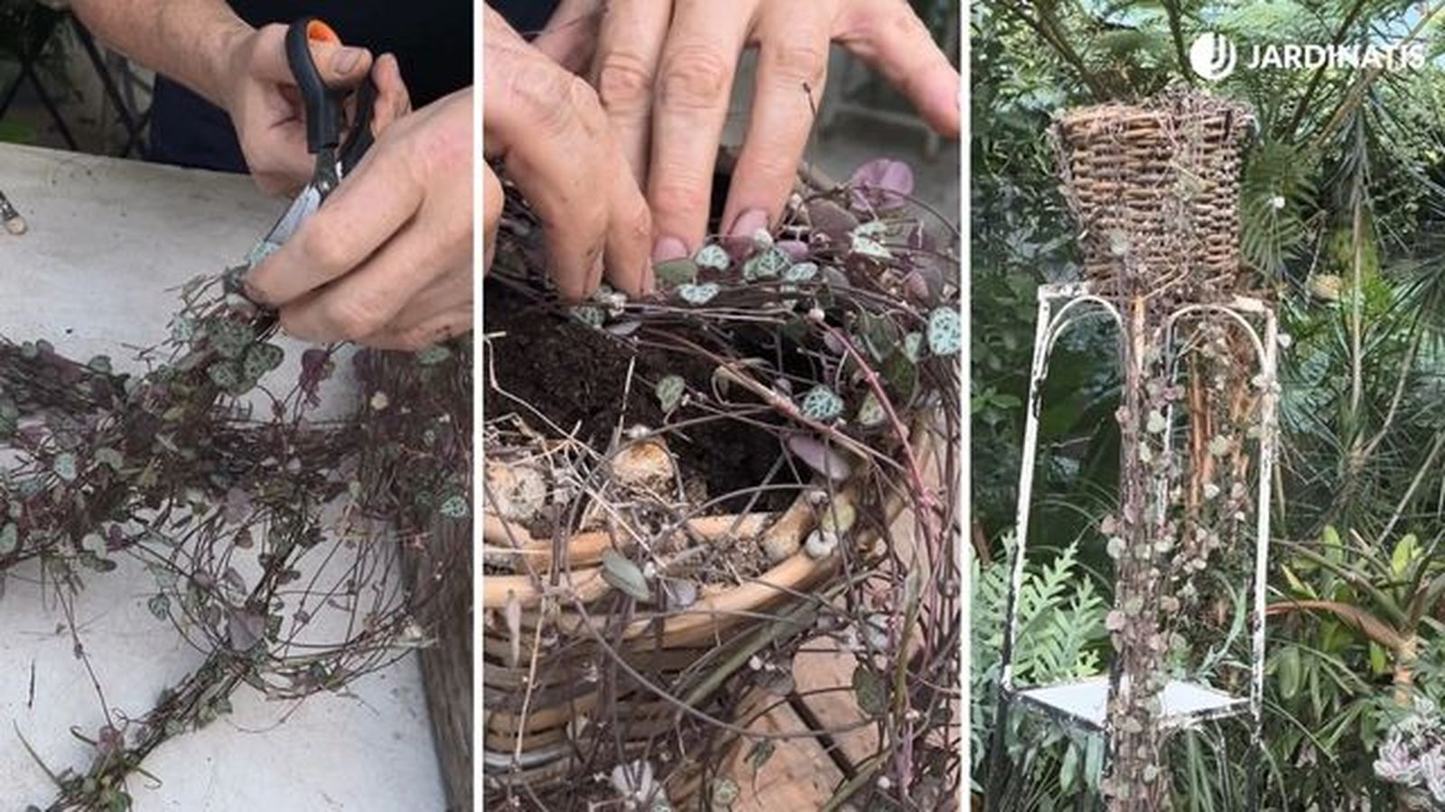 recuperar ceropegia woodii jardinatis 23 36