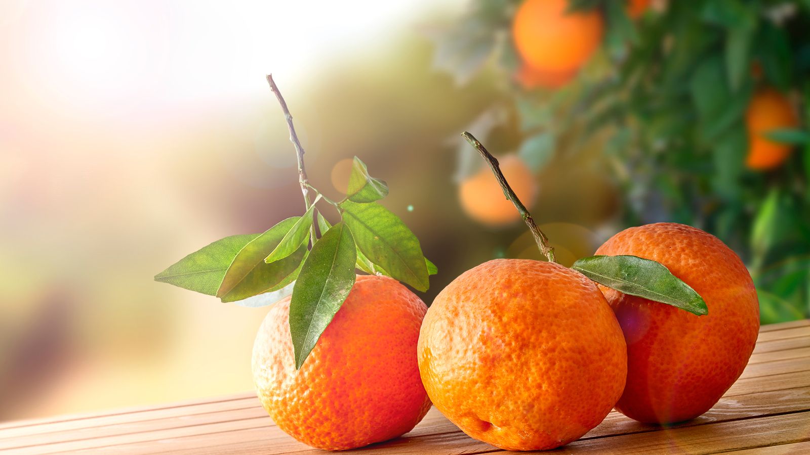 mandarino arbol frutos cuidados