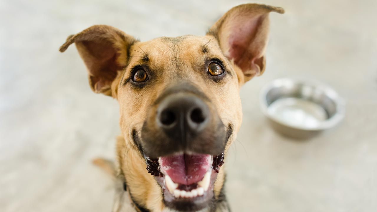 beneficios alimentacion natural perros 4