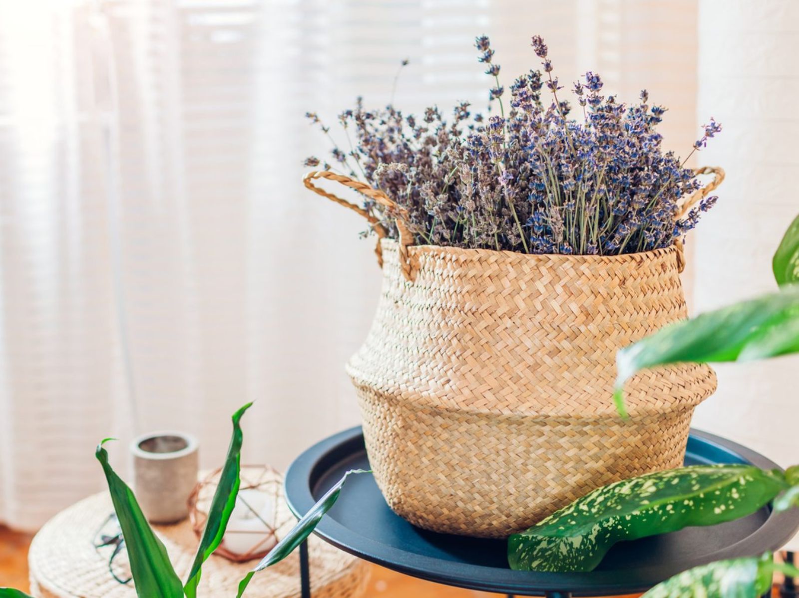 Planta lavanda.