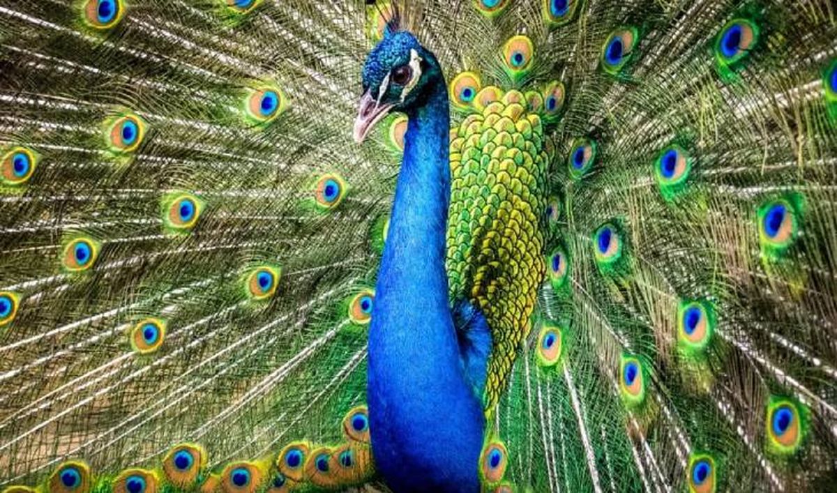 animales que empiezan por p pavo real (1)