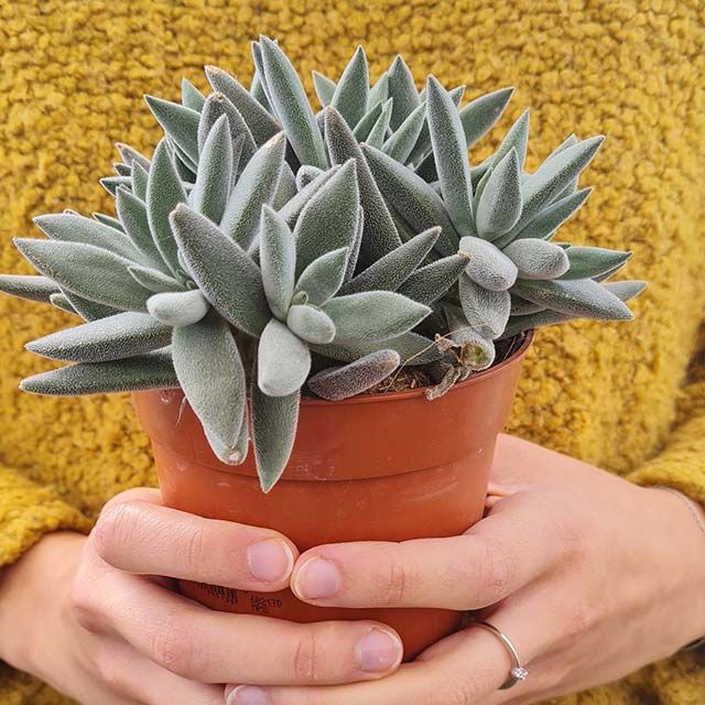 Crassula tenell