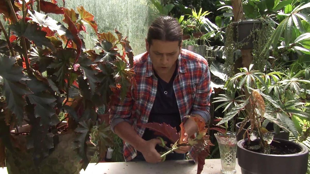 Deco743 jardineria begonia superba irene nuss esqueje