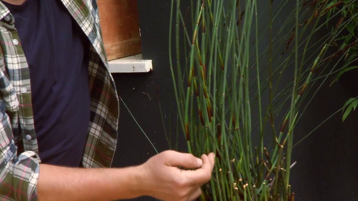 deco 651 restio planta rustica brotes nuevos