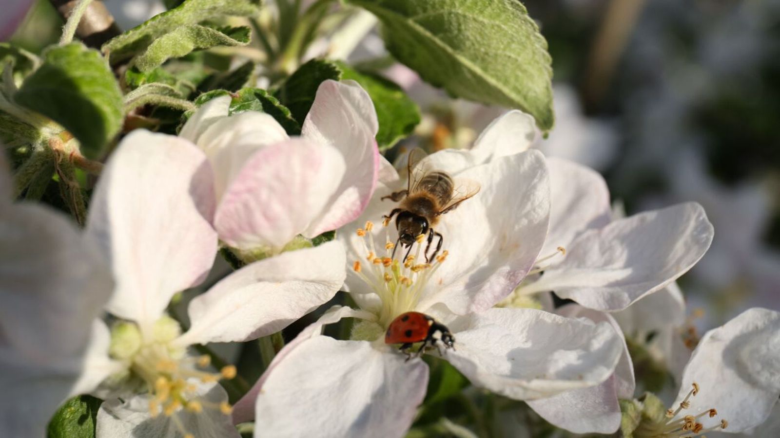 trucos para atraer insectos beneficiosos jardin huerto