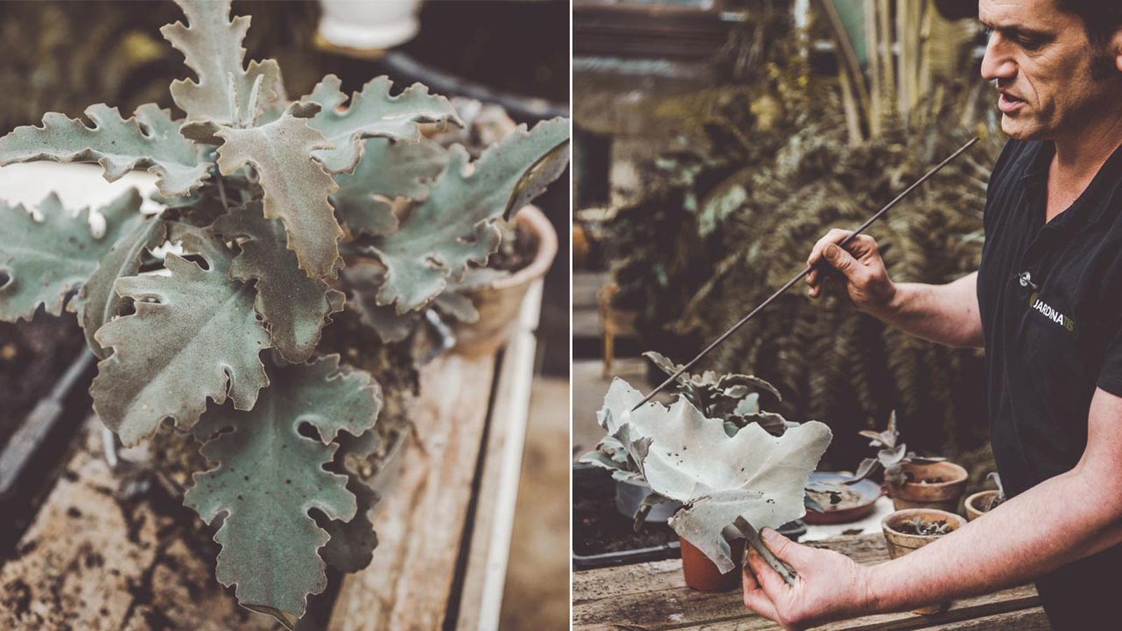 brico 1020 jardin kalanchoe beharensis xl