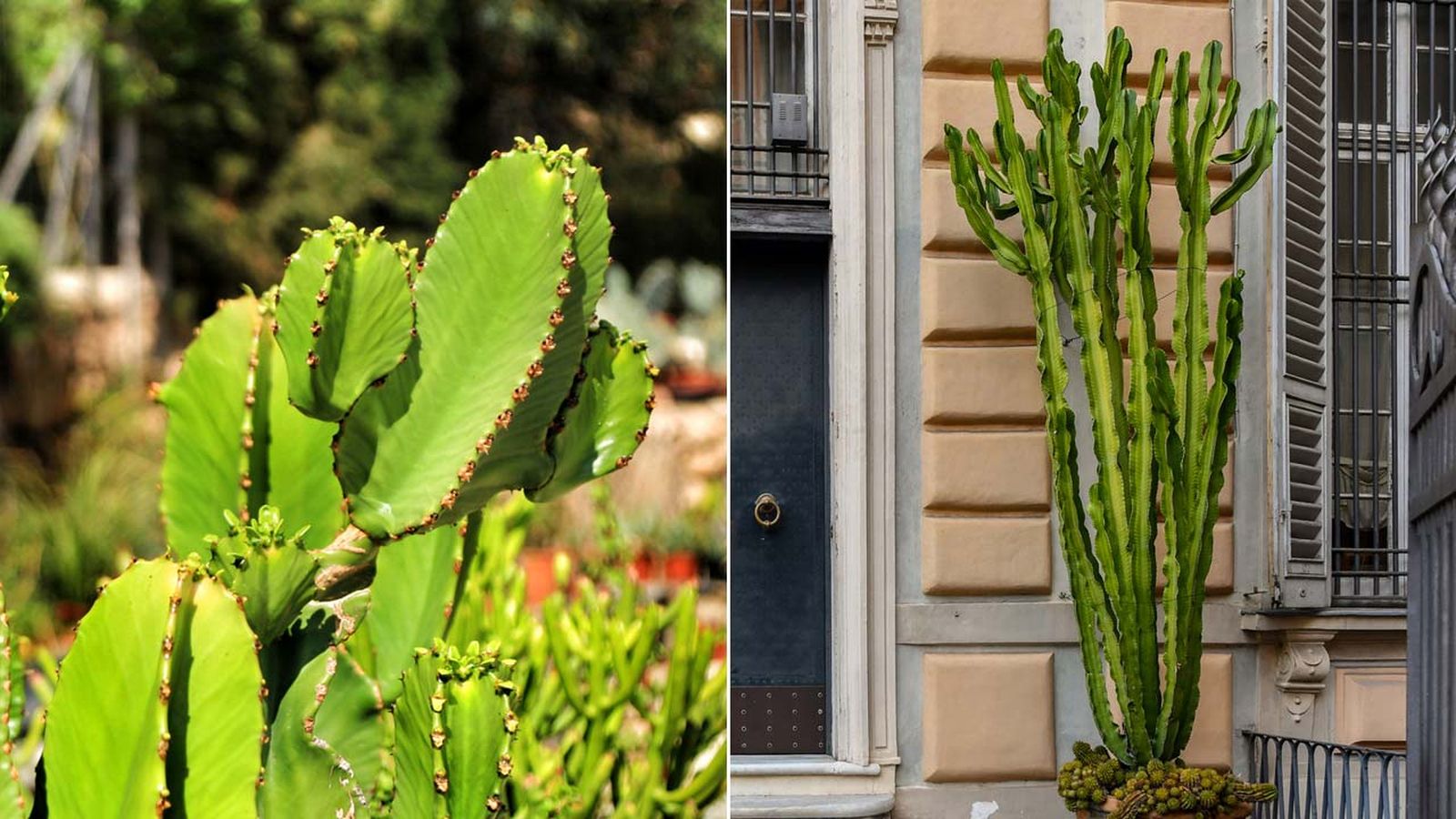 Cactus euphorbia ingens