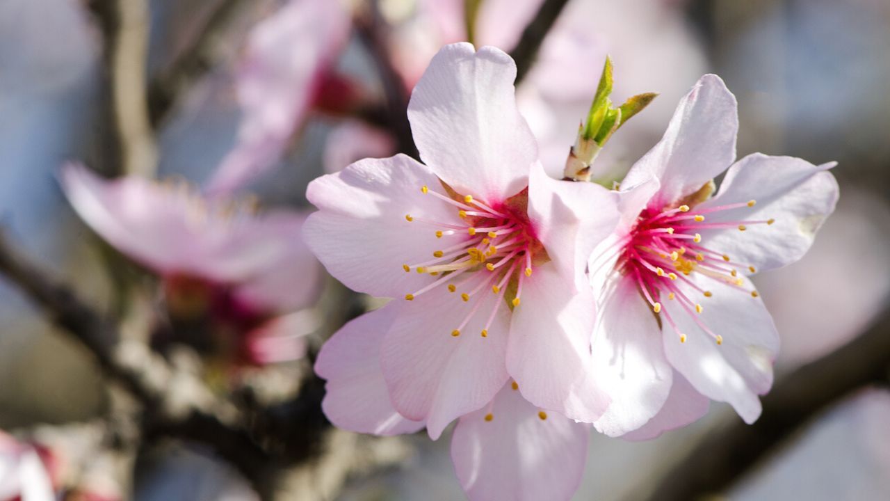 partes de una flor