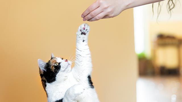 snacks ideales gatos 3 gato zarpa
