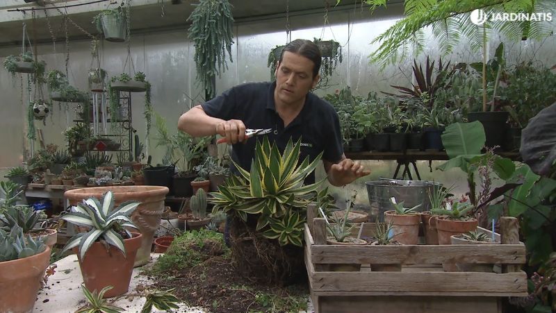 Cortar las púas con tijeras de poda