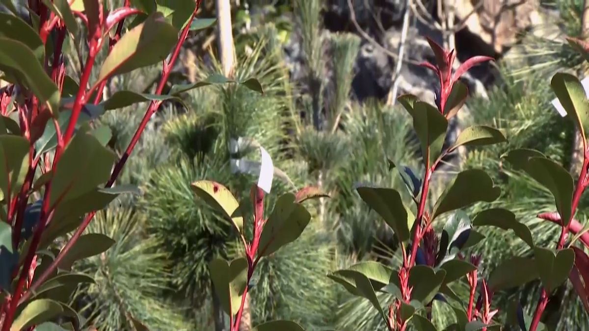 deco 688 photinia red robin caracteristicas