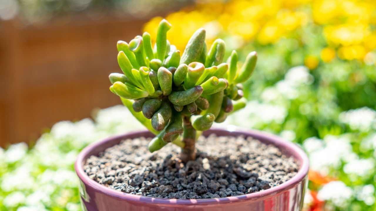 Crassula ovata Gollum