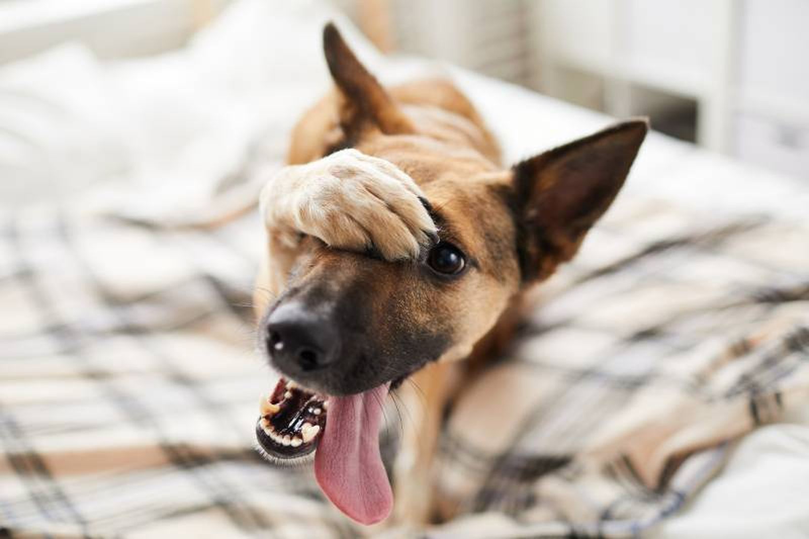 La 10 palabras mágicas que nos facilitarán el día a día con nuestro perro.