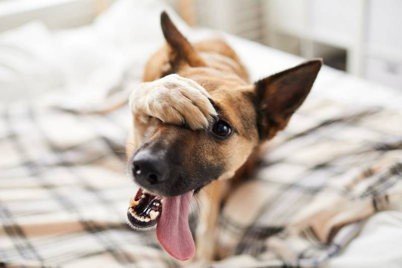 La 10 palabras mágicas que nos facilitarán el día a día con nuestro perro.