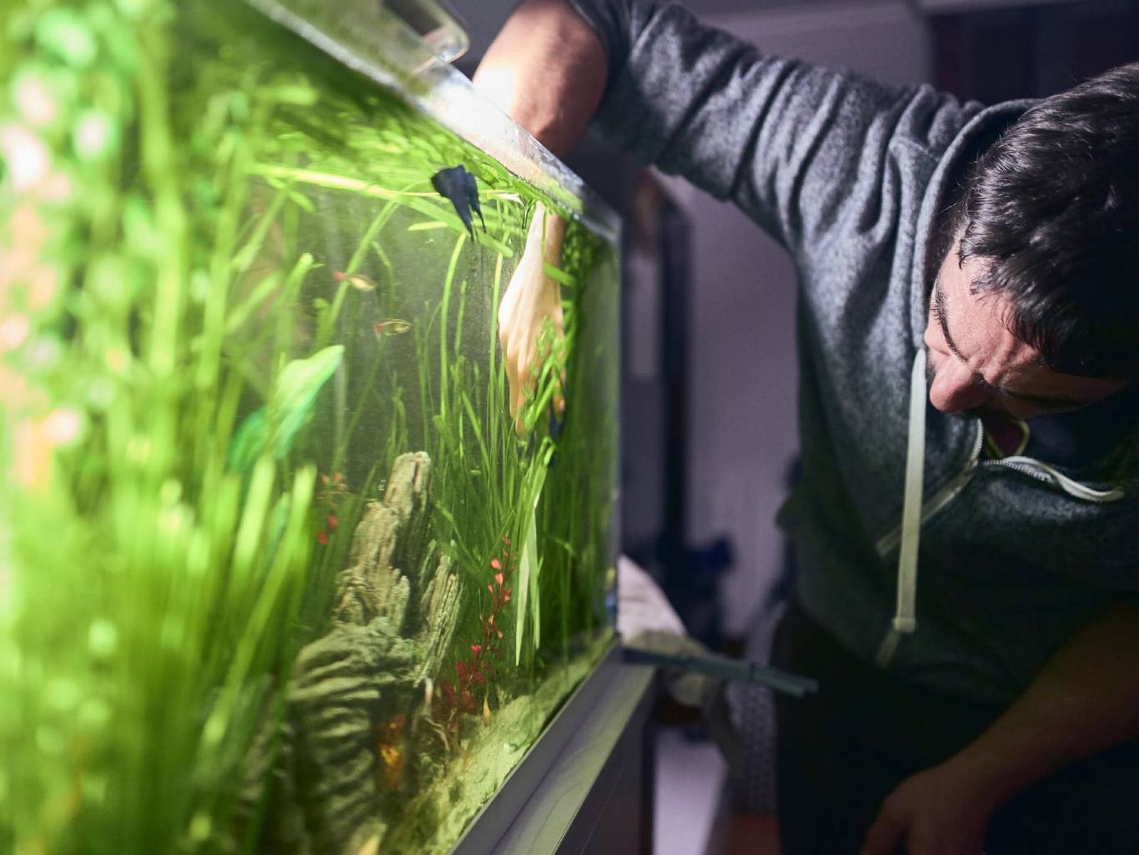 Sitúa el acuario en un lugar donde no reciba luz solar de manera directa.