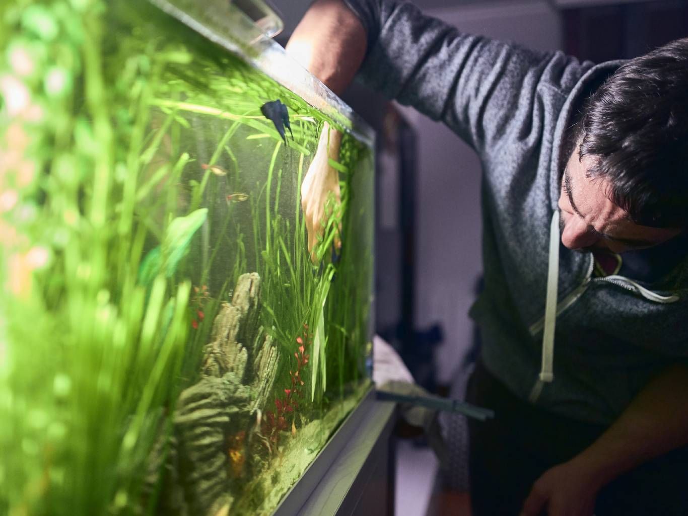 Sitúa el acuario en un lugar donde no reciba luz solar de manera directa.