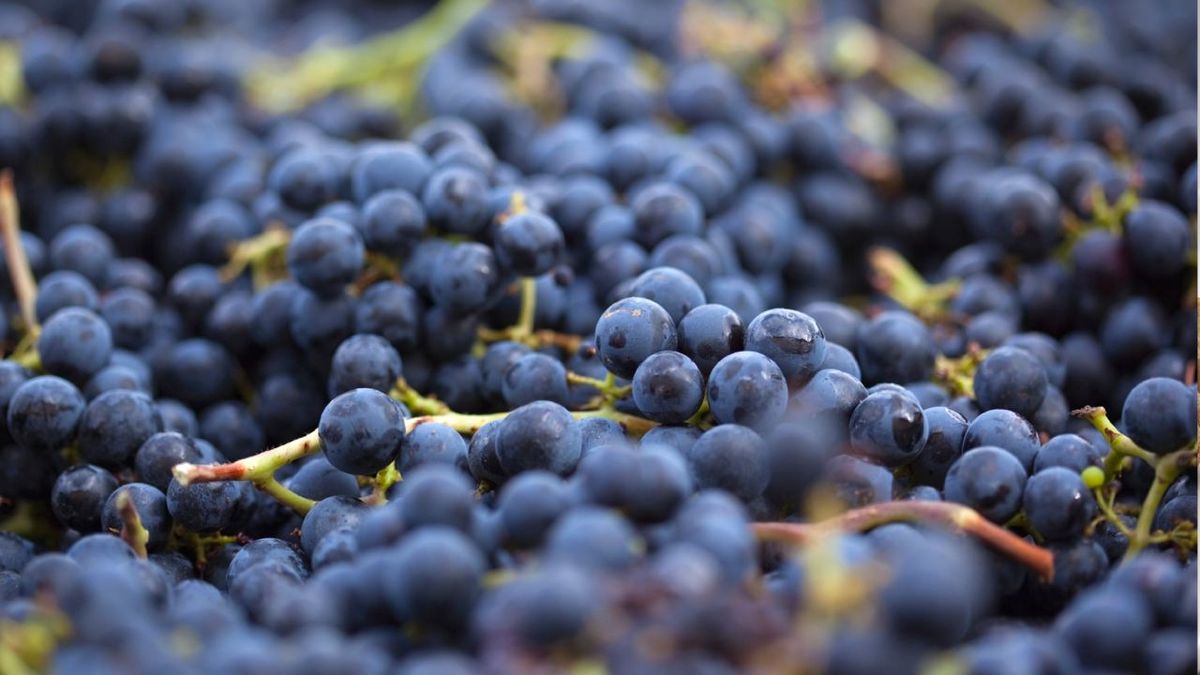 Zaragoza quiere ser la capital mundial de la garnacha