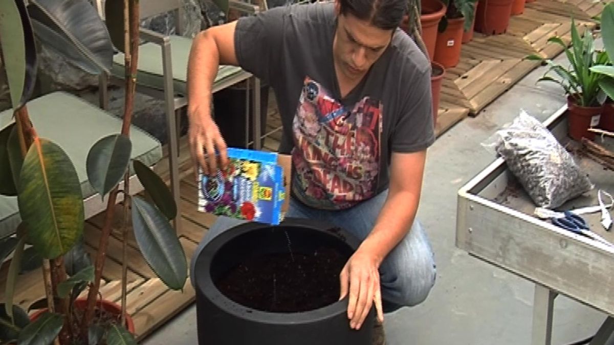 deco 436 ficus elastica plantacion