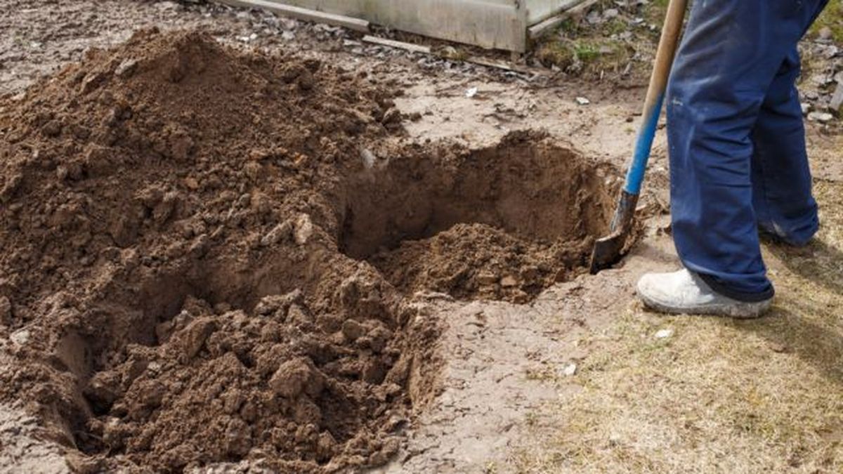 cavar un hoyo amplio para plantar arboles frutales en bolsas