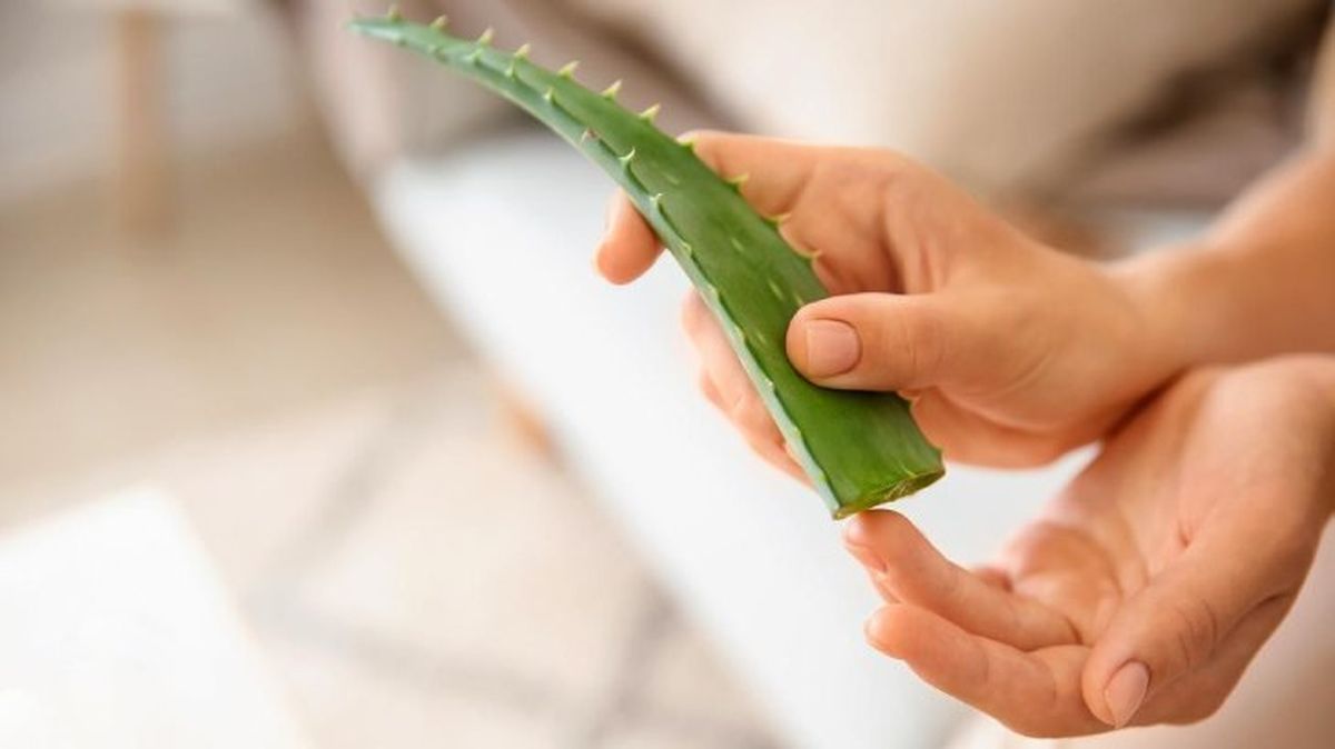 remedio labios secos aloe vera