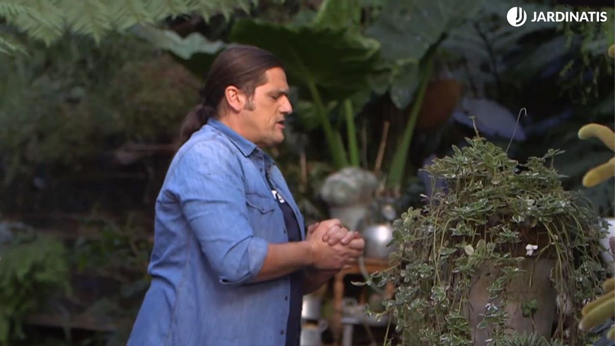 La planta de incienso es sensible a las bajas temperaturas