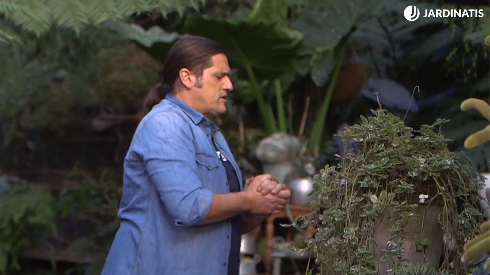 La planta de incienso es sensible a las bajas temperaturas